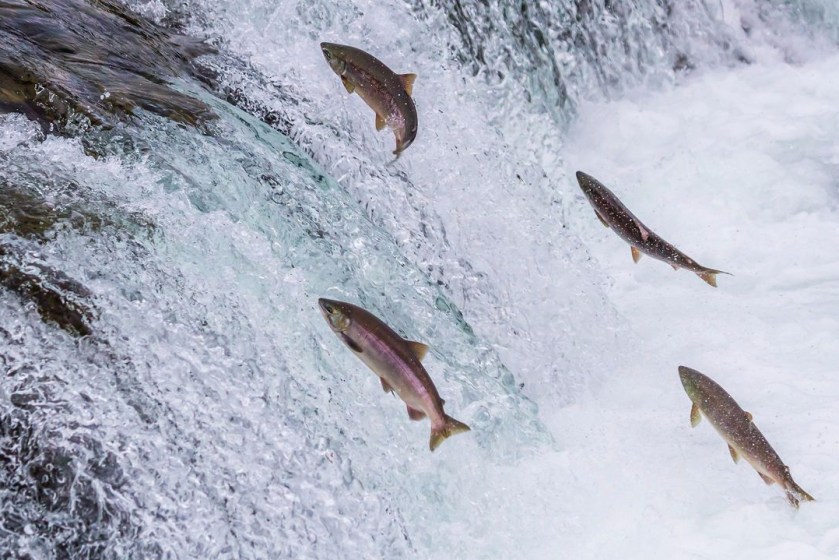 加拿大东部包车游 port hope